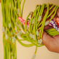 Tend My Garden Traditional Waist Beads